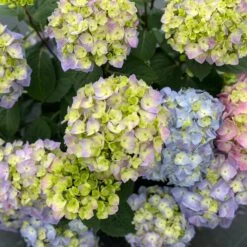 LET'S DANCE SKY VIEW® HYDRANGEA -Deals Tend Twig Store DETA5 5279