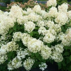 PUFFER FISH® HYDRANGEA 9 PUFFER FISH® HYDRANGEA -Deals Tend Twig Store DETA5 5290
