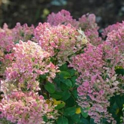 TINY QUICK FIRE® HYDRANGEA -Deals Tend Twig Store DETA5 5291
