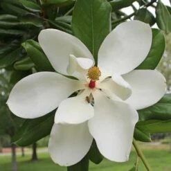 SOUTHERN MAGNOLIA 9 SOUTHERN MAGNOLIA -Deals Tend Twig Store DETA5 53