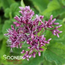 LITTLE JOE JOE PYE WEED -Deals Tend Twig Store DETA5 543
