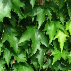 ARMSTRONG GOLD® MAPLE 11 ARMSTRONG GOLD® MAPLE -Deals Tend Twig Store DETA5 5466