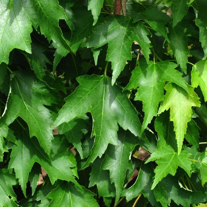 ARMSTRONG GOLD® MAPLE 6 ARMSTRONG GOLD® MAPLE - Image 6