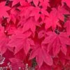 MORNING STARBURST™ VINE MAPLE