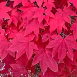 MORNING STARBURST™ VINE MAPLE