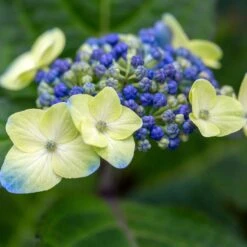 ENDLESS SUMMER® POP STAR® HYDRANGEA -Deals Tend Twig Store DETA5 5621