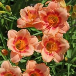 STRAWBERRY CANDY DAYLILY -Deals Tend Twig Store DETA5 568
