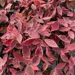 SGT. PEPPER™ DOGWOOD 7 SGT. PEPPER™ DOGWOOD -Deals Tend Twig Store DETA5 5729