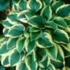 WIDE BRIM HOSTA