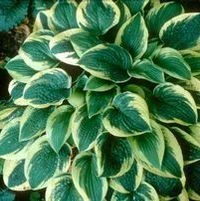 WIDE BRIM HOSTA