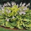 SUM AND SUBSTANCE HOSTA