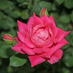 DOUBLE PINK KNOCK OUT® ROSE -Deals Tend Twig Store DETA5 707