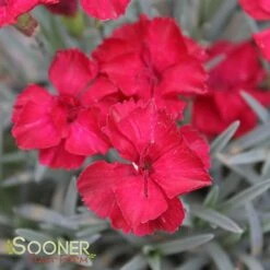 FROSTY FIRE DIANTHUS -Deals Tend Twig Store DETA5 732