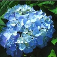 PENNY MAC HYDRANGEA 3 PENNY MAC HYDRANGEA - Image 3