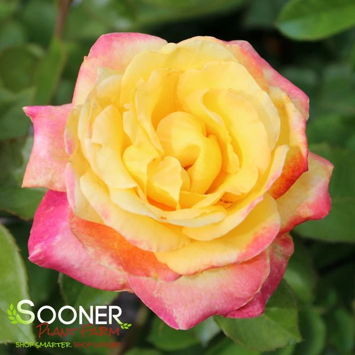 LOVE & PEACE® ROSE 4 LOVE & PEACE® ROSE - Image 4