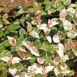 SNOW N SUMMER™ ASIATIC JASMINE 11 SNOW N SUMMER™ ASIATIC JASMINE -Deals Tend Twig Store DETA6 1620