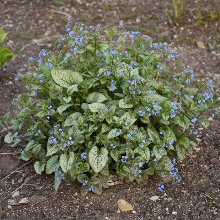 QUEEN OF HEARTS BRUNNERA 3 QUEEN OF HEARTS BRUNNERA - Image 3