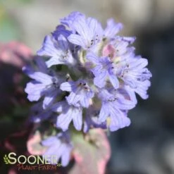 BURGUNDY GLOW AJUGA -Deals Tend Twig Store DETA6 447