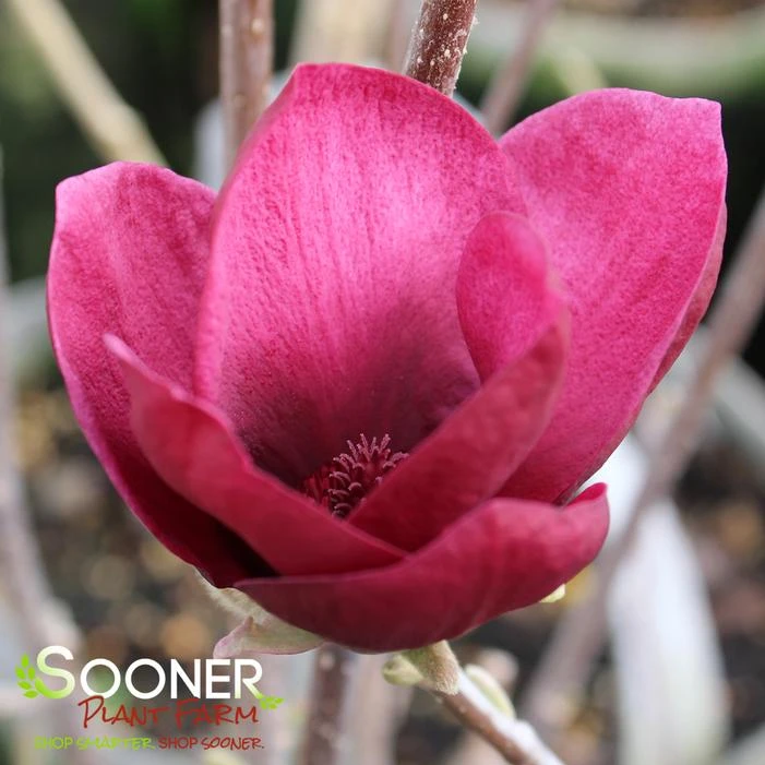 GENIE MAGNOLIA 2 GENIE MAGNOLIA - Image 2