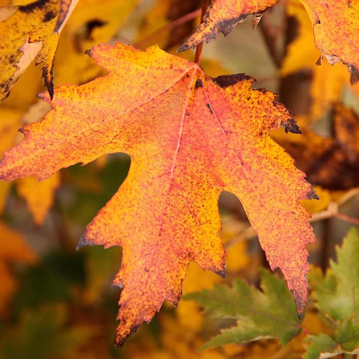 ARMSTRONG GOLD® MAPLE 2 ARMSTRONG GOLD® MAPLE - Image 2