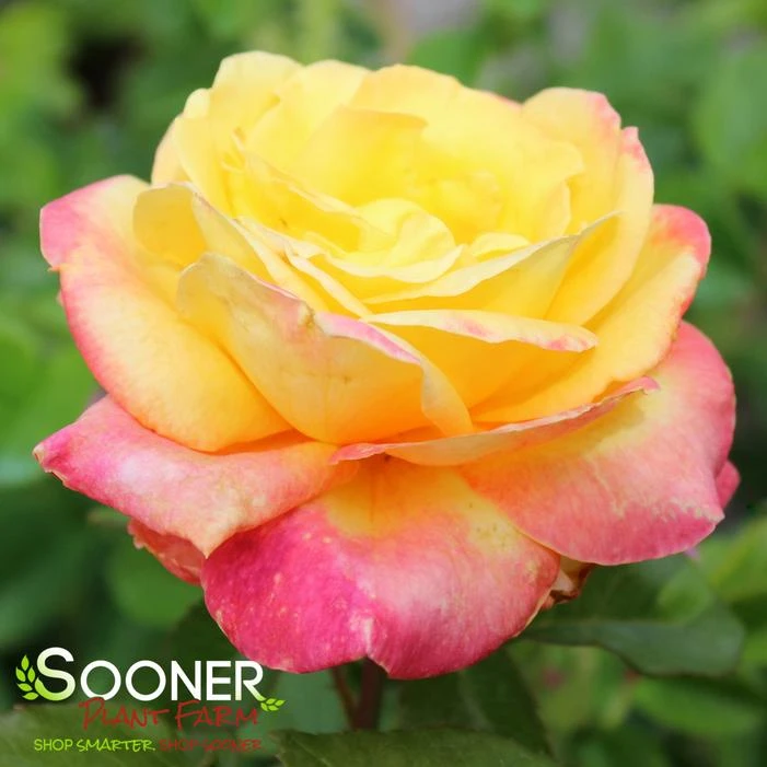 LOVE & PEACE® ROSE 3 LOVE & PEACE® ROSE - Image 3