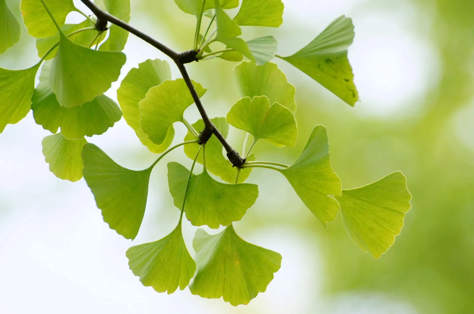 Deals Tend Twig Store -Deals Tend Twig Store leaves ginkgo tree